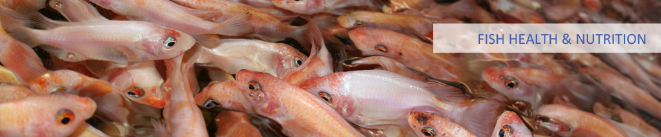 Fish Health & Nutrition